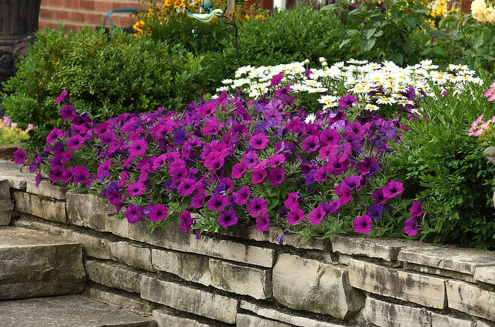 Home Wave Gardening United States Home Wave Gardening United States